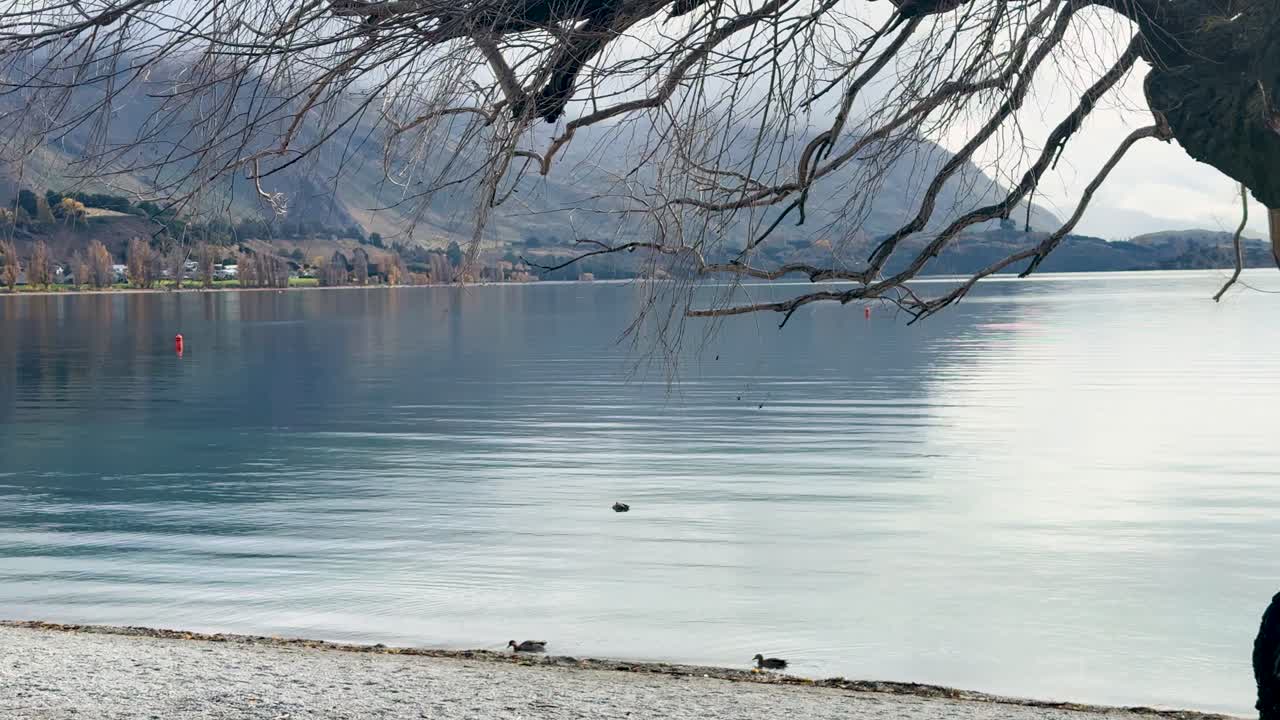 A serene view of Lake Wanaka with calm waters, overhanging branches, and distant mountains under soft, natural lighting