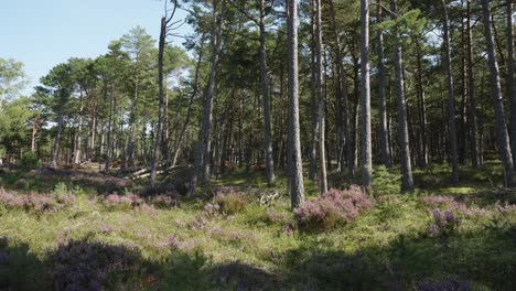 La-Cámara-Gira-Hacia-La-Izquierda,-Revelando-Un-Bosque-De-Pinos-En-Stilo,-Polonia,-Bañado-Por-Los-Tonos-Dorados-De-La-Luz-Del-Sol-Que-Se-Filtra-A-Través-Del-Denso-Dosel.