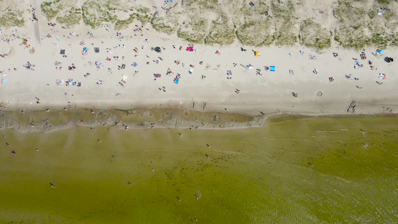 Top down aerial drone footage of people sunbathing and swimming on a sandy brown and yellow beach shoreline during a sunny summer day while the ocean and sea is green colored next to them. Treetops