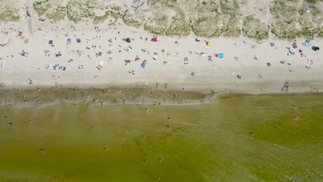 top down aerial drone footage of people sunbathing and swimming on a sandy brown and yellow beach shoreline during a sunny summer day while the ocean and sea is green colored next to them. treetops