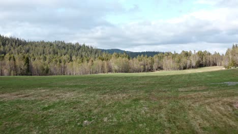 flying over the green meadow towards the pine tree forest and lake