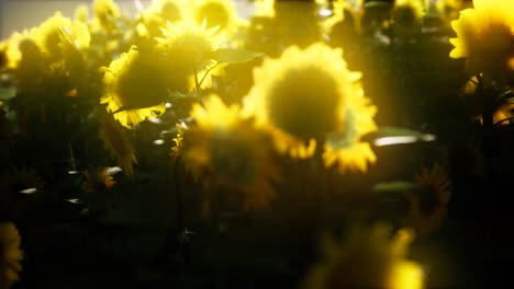 girasoles floreciendo a finales del verano