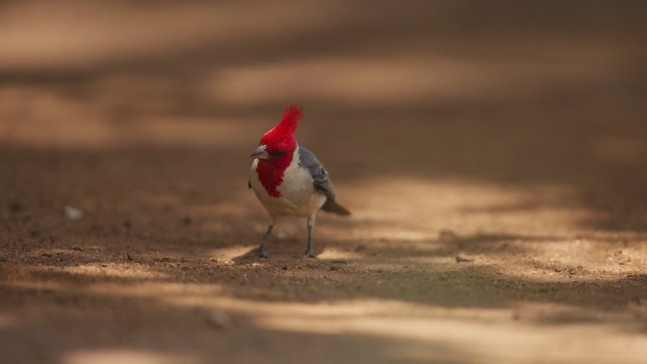 fotografía estática de cerca de un cardenal de cresta roja que se alimenta en un terreno arenoso marrón con luz solar manchada, cámara lenta