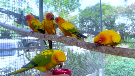 colorful parrots interacting on a perch