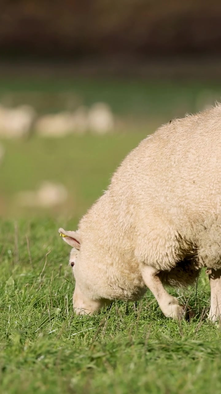 Una pecora Romney pascola in un rigoglioso campo verde a Glenorchy, Nuova Zelanda, sotto la luce naturale del giorno.