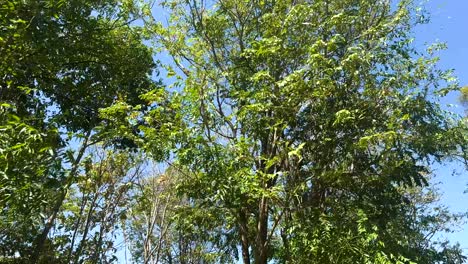 Green trees under a clear blue sky