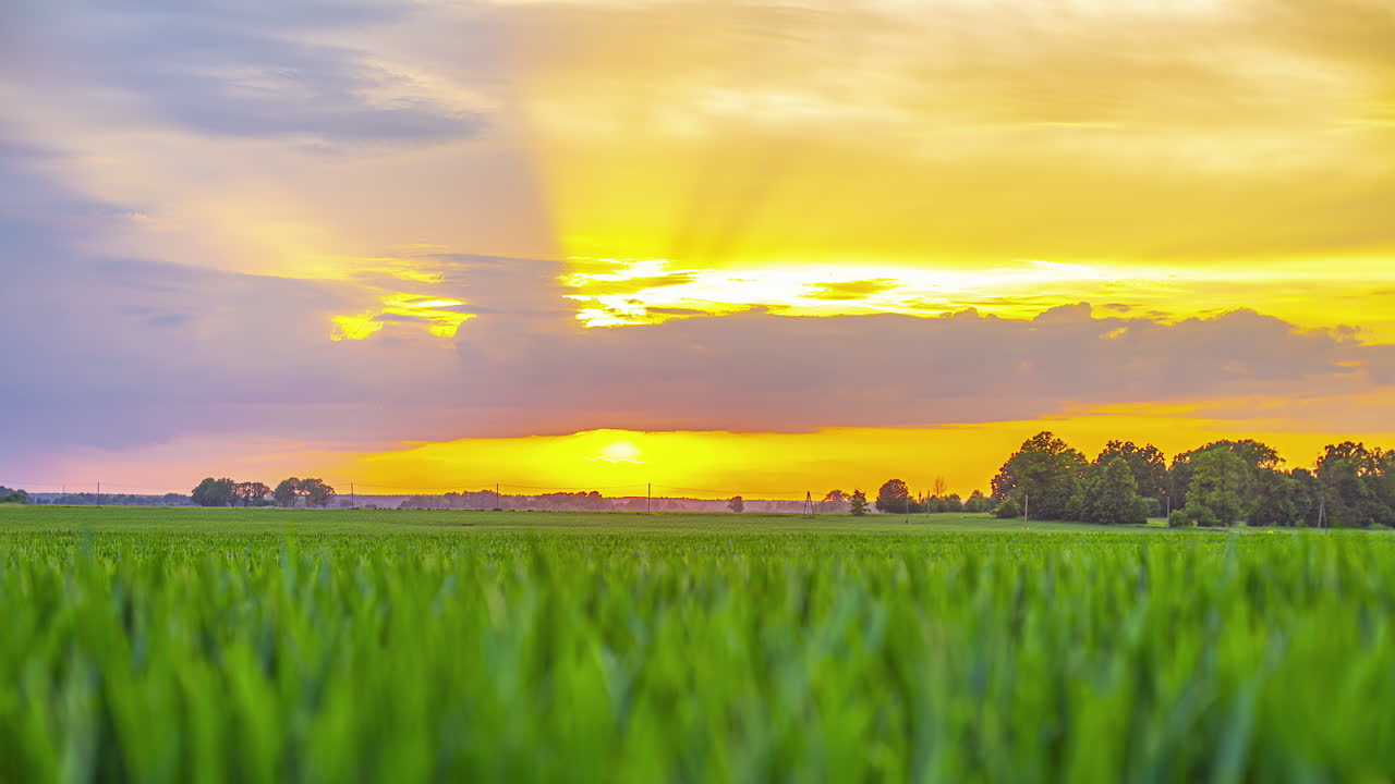 태양의 황금빛이 높은 잔디 평야를 가로지르며, 구름이 여름에 파란 하늘을 가려 놓습니다.