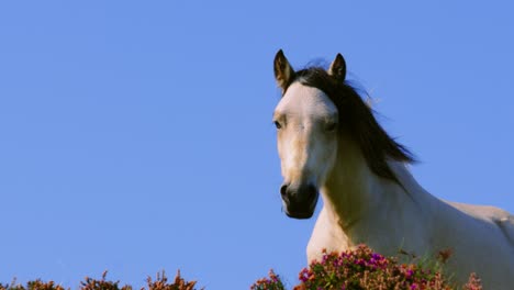 white pony in a field