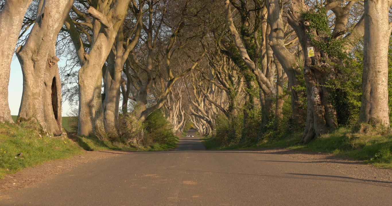 wide-angle shot of the Dark Hedges under golden hour light during summer
