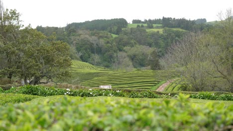 歐洲唯一的一座茶園 - - 阿佐爾群島的戈雷亞納