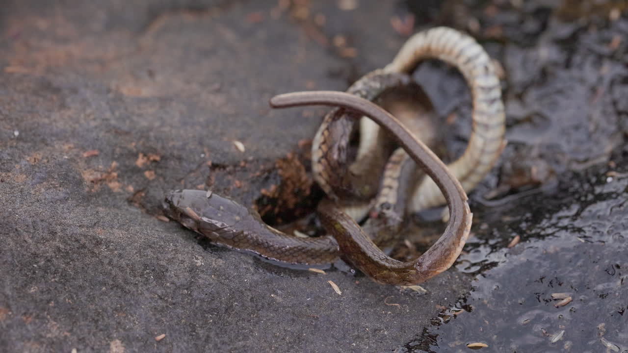 Død slange på en jungleklippe dækket af fluer; et råt blik på naturlig nedbrydning og ådselædere