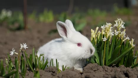 white rabbit in a spring garden
