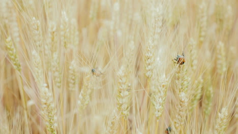 macro video of wheat beetle 1