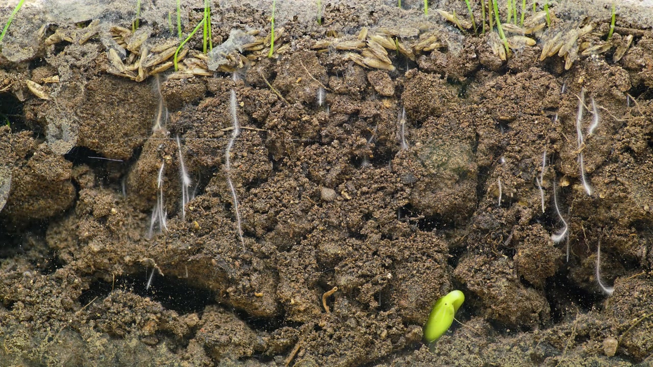 Time-lapse della germinazione dei semi e della crescita delle radici nel terreno