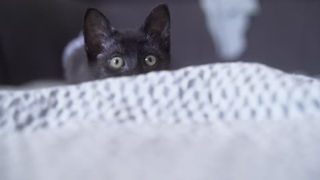 a baby black cat looks for prey and its pupils dilate