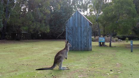 kangaroo with ears rotating and listening in front of a shed at dusk