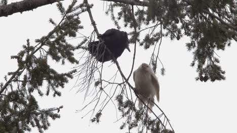 a pair of raven courting on the thin branch of a tree in vancouver island, canada