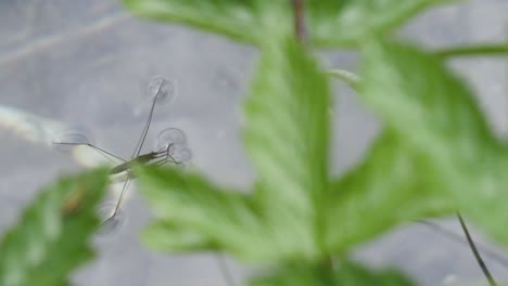 a water strider gets attacted by another insect on the water in slow motion