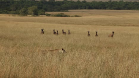 a lioness walking through tall grass under the watchful gazes of a herd of wary topi, masai mara, kenya