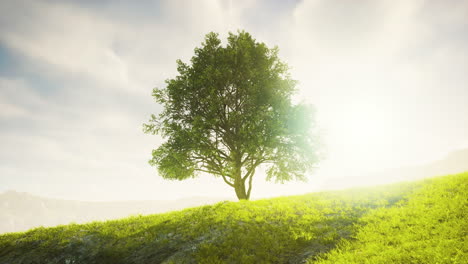 green tree on a hill on a sunny day in summer