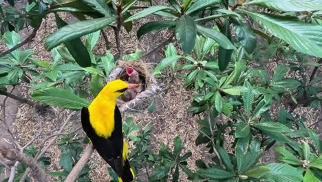 el ave macho de oriole dorado alimenta a los polluelos