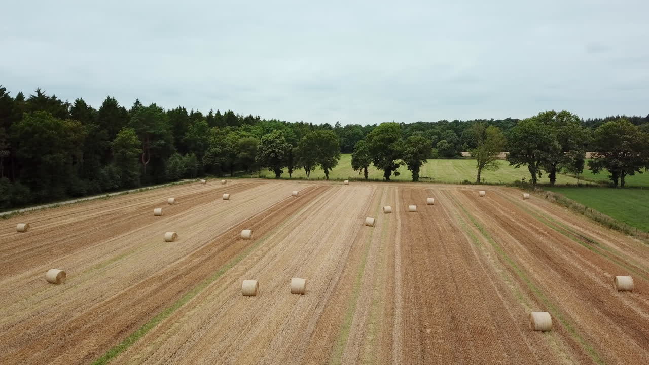 Bewegte Drohnenaufnahme: Abgeerntetes Weizenfeld mit Wald im Hintergrund in 4K.
