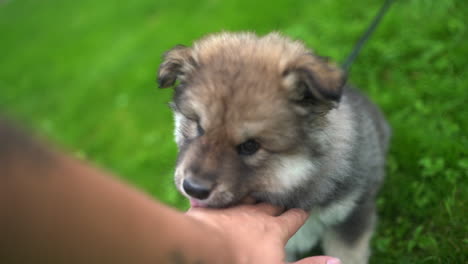 toma en cámara lenta de un lapphund finlandés lamiendo y pateando la mano de su dueño