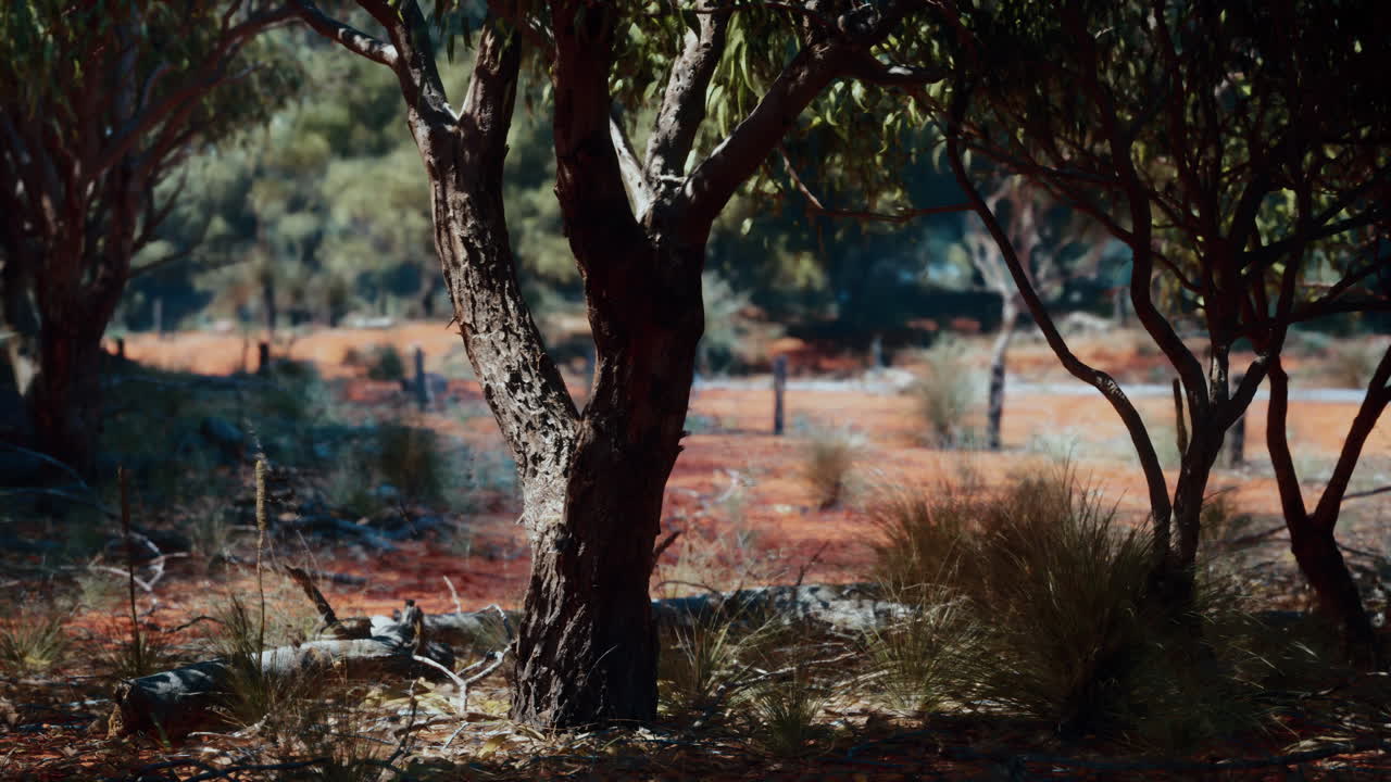 숲 속 의 나무 줄기 의 클로즈업