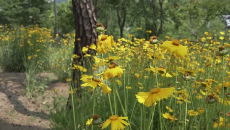 Abejas-Fritas-De-Una-Flor-A-Otra-Recolectando-Polen-De-Flores-Amarillas-De-Coreopsis-A-Principios-Del-Verano-En-Corea