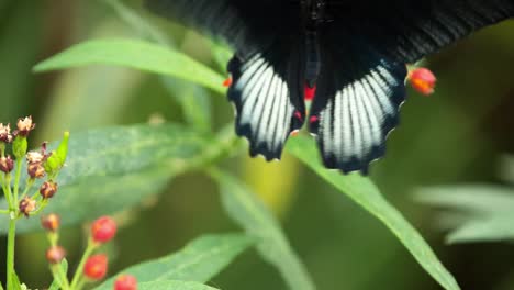 butterfly macro 36