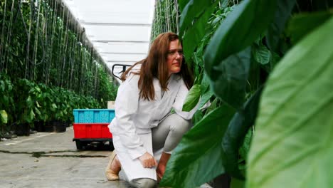 científico examinando las plantas en el invernadero 4k