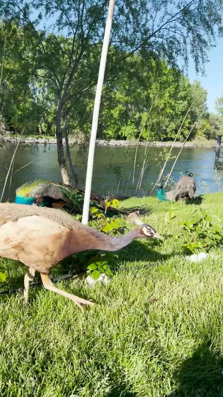 A group of peafowls with beautiful colours in nature at golden hour.