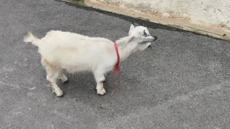 baby goat on the road