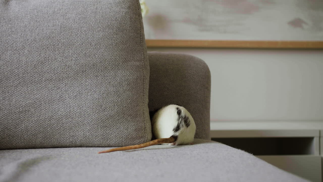 쥐와 노는 남자