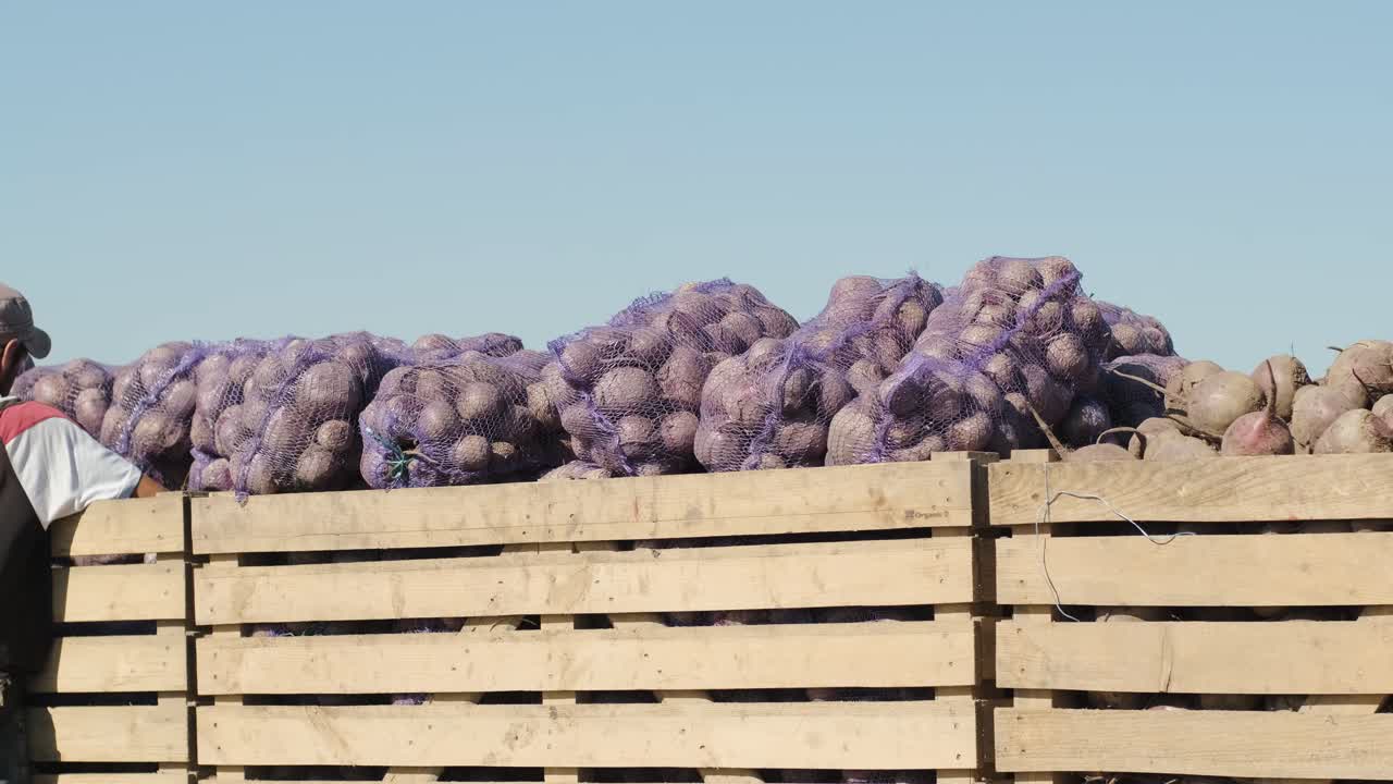 carga de bolsas de remolacha roja ecológica en el coche en el campo durante la cosecha