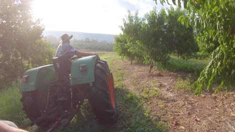 Landwirt,-Der-Einen-Traktor-Durch-Einen-Pfirsichgarten-Fährt,-Der-Sich-Darauf-Vorbereitet,-Während-Der-Ernte-Zu-Pflücken-1