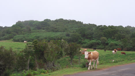 La-Vaca-Se-Separó-Del-Rebaño-Y-Caminó-Lentamente-Por-El-Camino