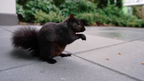 Niedliches-Eichhörnchen,-Das-Nüsse-Auf-Dem-Boden-Im-Hinterhof-Frisst