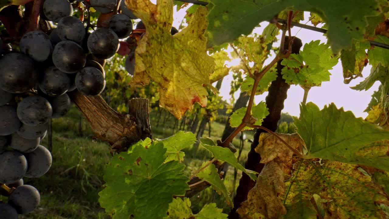 Ripe Grapes on the Vine in a Vineyard