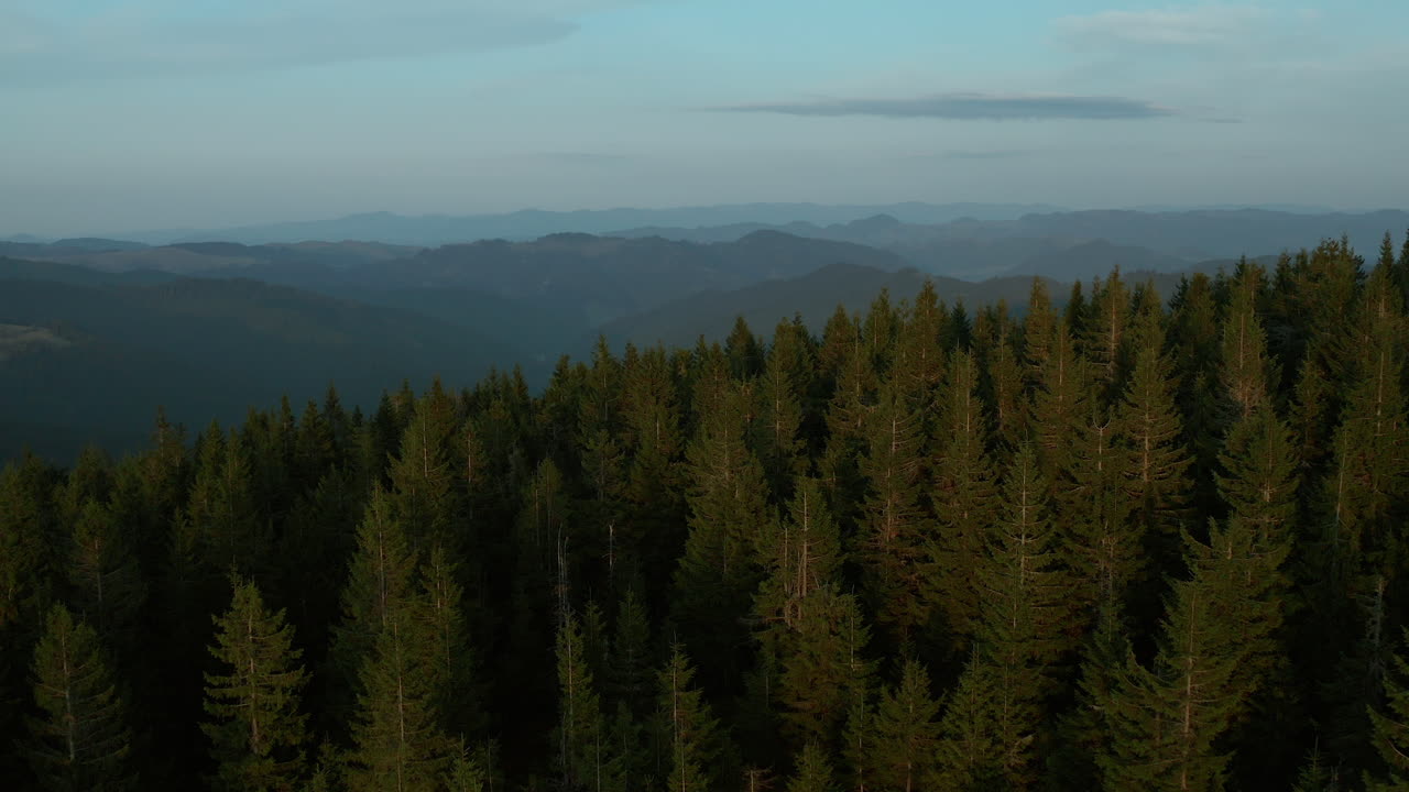 Drone amazing mountain landscape view charming green spruce trees growing