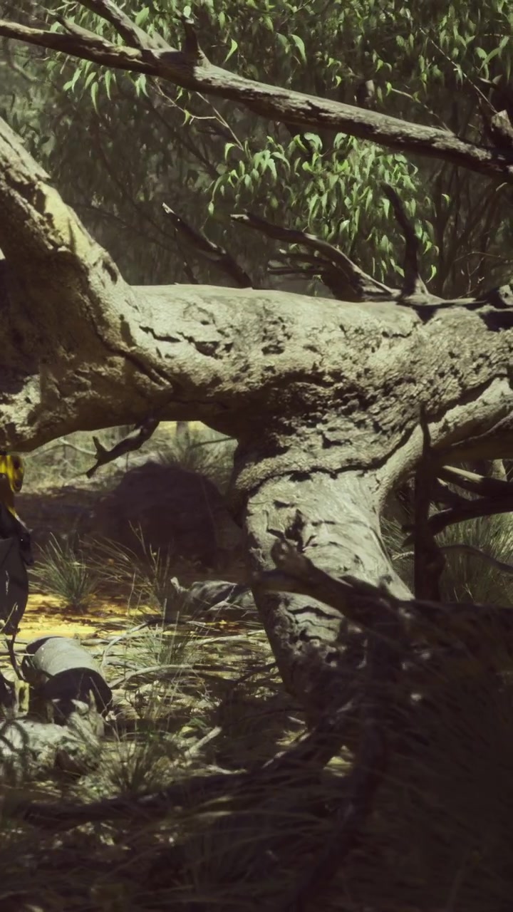 Tree trunk lies on ground in forest during bright sunny day