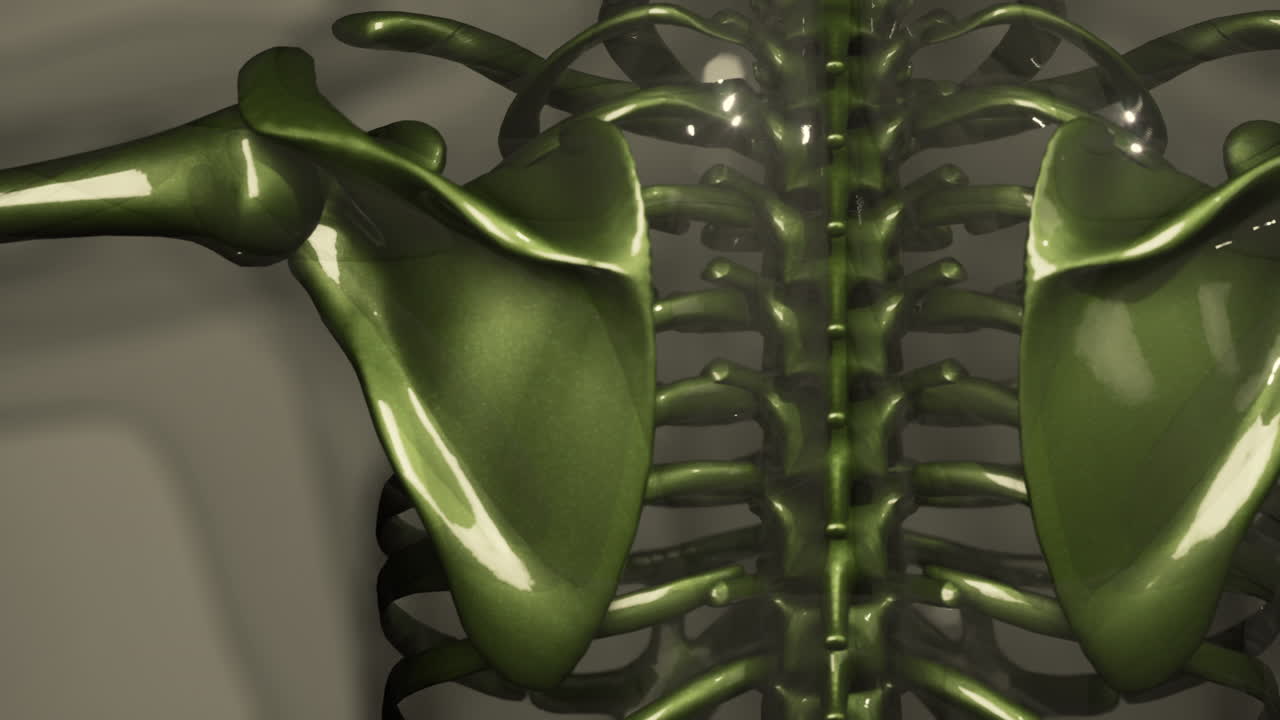 호만 골격 의 눈에 보이는  ⁇