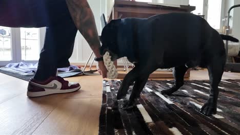 person playing tug-of-war with a black dog indoors, both pulling on a rope toy on a rug-covered floor