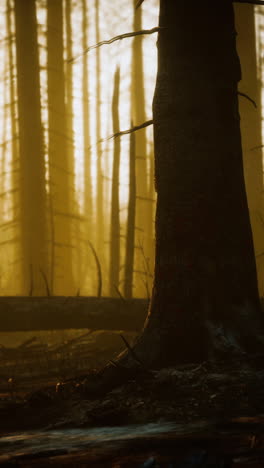 eerie sunlit forest after a fire