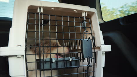 one cage with puppy in the trunk of an suv transportation and delivery of pets