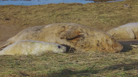 Atlantic-grey-seal-breeding-season,-featuring-newborn-pups-with-white-fur,-mothers-suckling,-stroking,-and-bonding-in-the-warm-November-sun