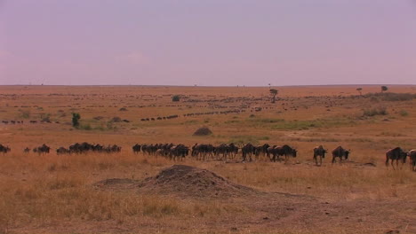 Eine-Herde-Gnus-Läuft-über-Eine-Ebene