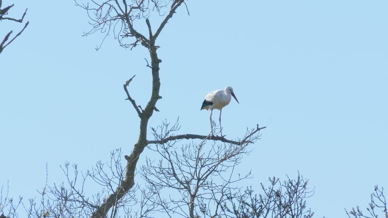 cigüeñas en un entorno natural, encaramado en un árbol, en su nido