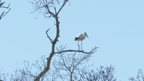 Störche-In-Einer-Natürlichen-Umgebung,-In-Einem-Baum,-In-Ihrem-Nest