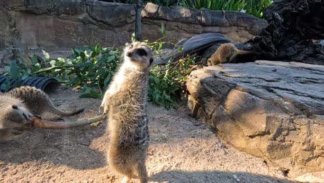 meerkats standing and interacting in their enclosure